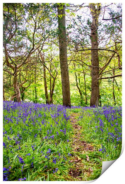  Path of Bluebells Print by kathy white