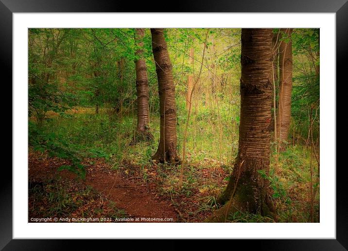 Trees pictured beside a path in Stoke wood near Bicester Framed Mounted Print by Andy Buckingham