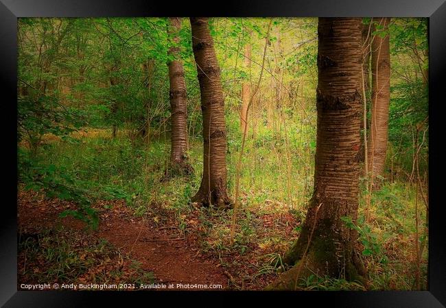 Trees pictured beside a path in Stoke wood near Bicester Framed Print by Andy Buckingham