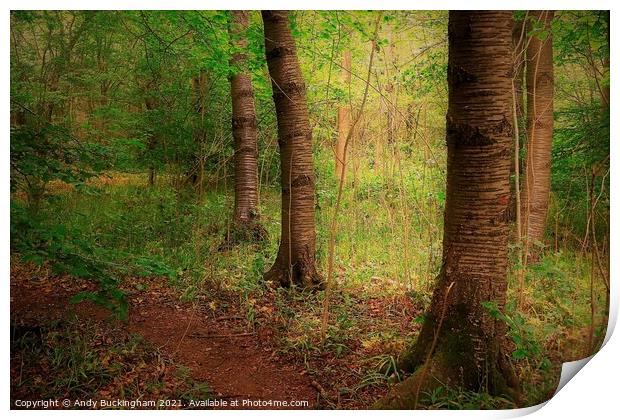 Trees pictured beside a path in Stoke wood near Bicester Print by Andy Buckingham