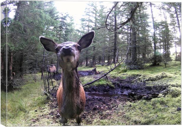 Red deer hind with others at a peaty wallow in a Highland Forest Canvas Print by Phil Banks