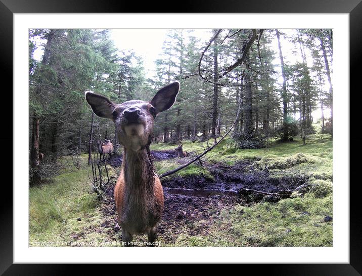 Red deer hind with others at a peaty wallow in a Highland Forest Framed Mounted Print by Phil Banks