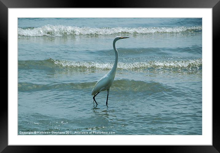 Egret In The Evening Framed Mounted Print by Kathleen Stephens