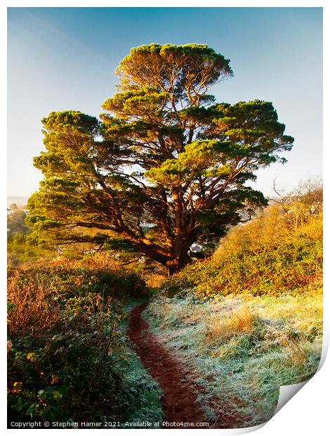 Lebanon Cedar tree on a frosty morning Print by Stephen Hamer