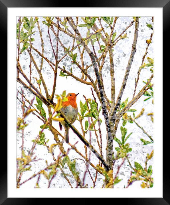 Red Robin High Up In a Tree Framed Mounted Print by Peter Gaeng