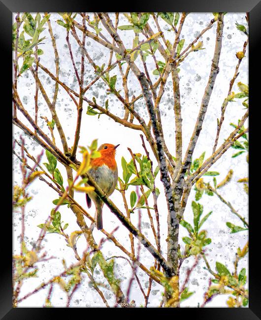 Red Robin High Up In a Tree Framed Print by Peter Gaeng