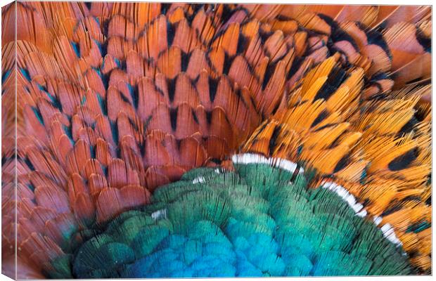 Pheasant Feathers Canvas Print by Arterra 