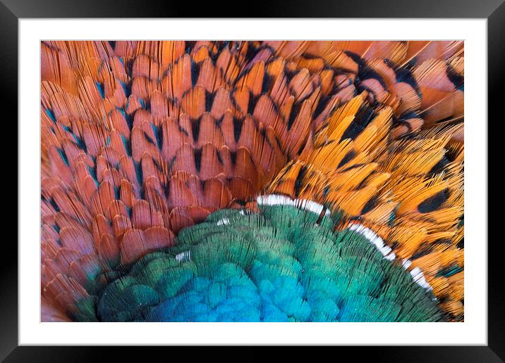 Pheasant Feathers Framed Mounted Print by Arterra 