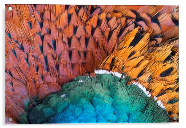 Pheasant Feathers Acrylic by Arterra 
