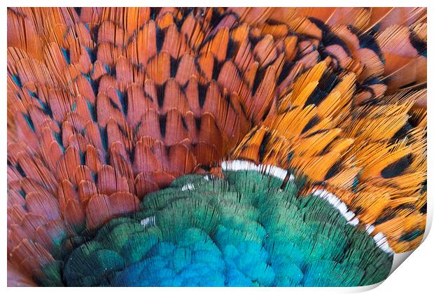 Pheasant Feathers Print by Arterra 