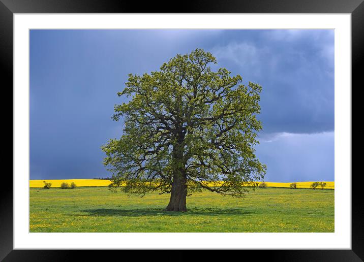 English Oak in the Rain Framed Mounted Print by Arterra 