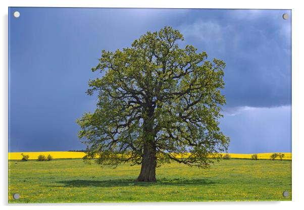 English Oak in the Rain Acrylic by Arterra 