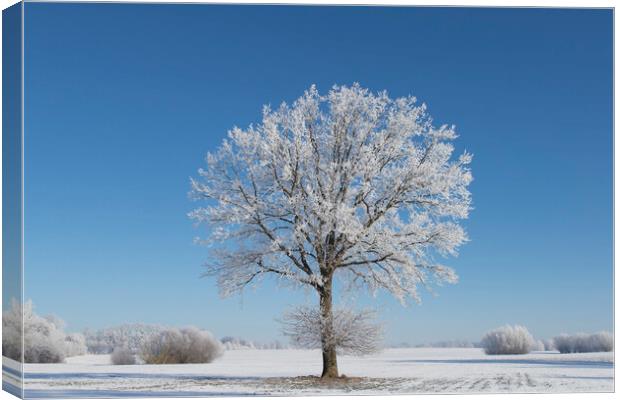 English Oak Tree in Frosty Weather Canvas Print by Arterra 