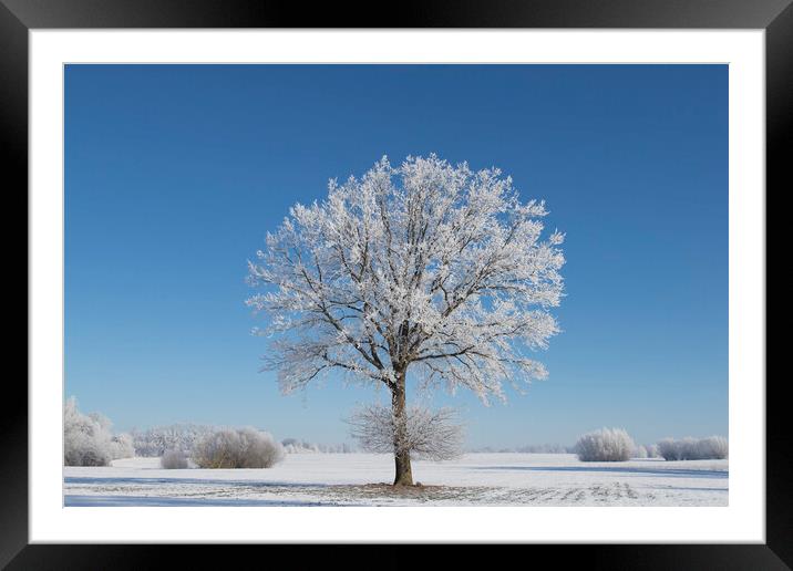 English Oak Tree in Frosty Weather Framed Mounted Print by Arterra 