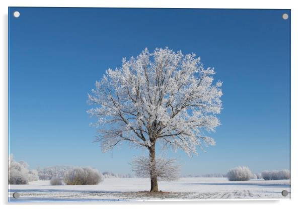 English Oak Tree in Frosty Weather Acrylic by Arterra 