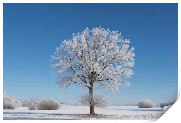 English Oak Tree in Frosty Weather Print by Arterra 