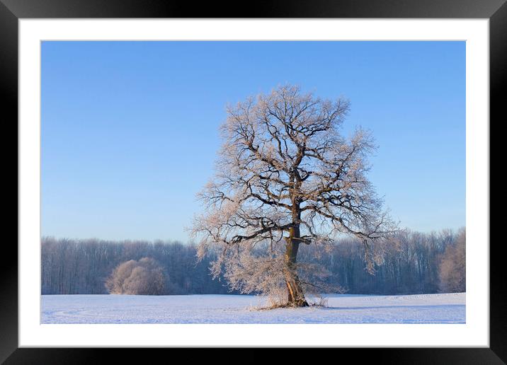 Solitary English Oak Tree in Winter Framed Mounted Print by Arterra 