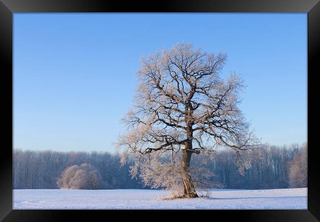Solitary English Oak Tree in Winter Framed Print by Arterra 