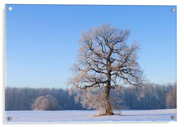 Solitary English Oak Tree in Winter Acrylic by Arterra 