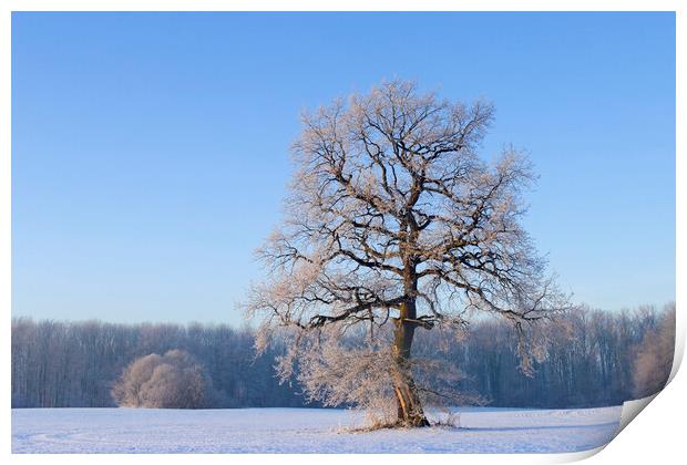 Solitary English Oak Tree in Winter Print by Arterra 