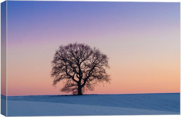 Solitary English Oak Tree at Sunset Canvas Print by Arterra 