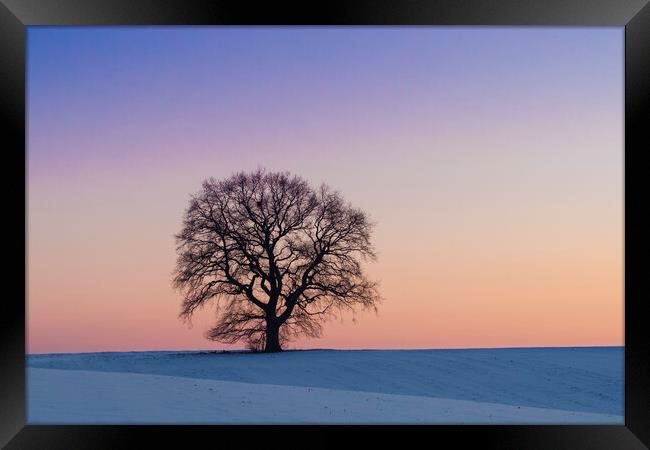 Solitary English Oak Tree at Sunset Framed Print by Arterra 