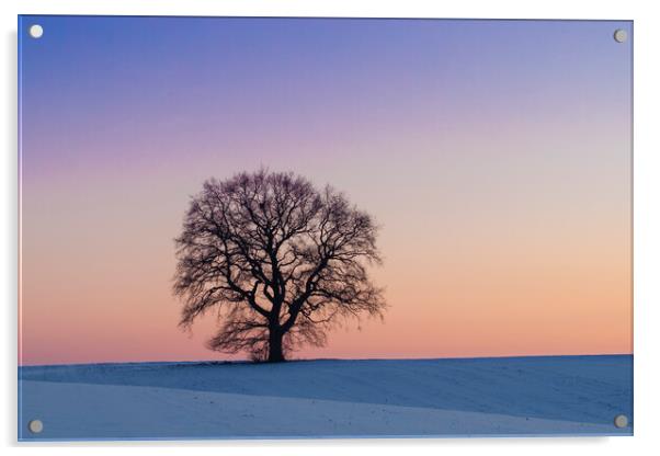 Solitary English Oak Tree at Sunset Acrylic by Arterra 