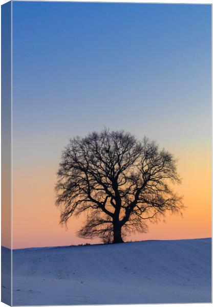 English Oak Tree Silhouette at Sunset Canvas Print by Arterra 