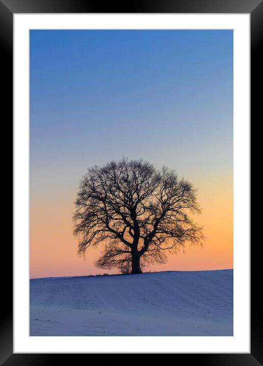 English Oak Tree Silhouette at Sunset Framed Mounted Print by Arterra 