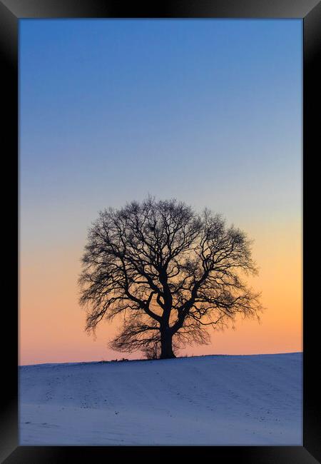 English Oak Tree Silhouette at Sunset Framed Print by Arterra 