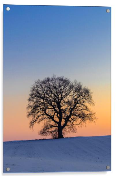 English Oak Tree Silhouette at Sunset Acrylic by Arterra 
