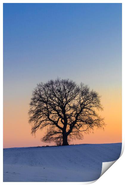 English Oak Tree Silhouette at Sunset Print by Arterra 
