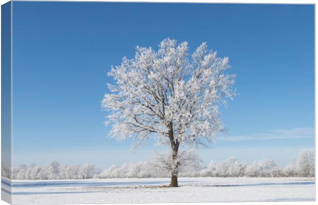 Solitary Oak Tree in Frosty Weather Canvas Print by Arterra 