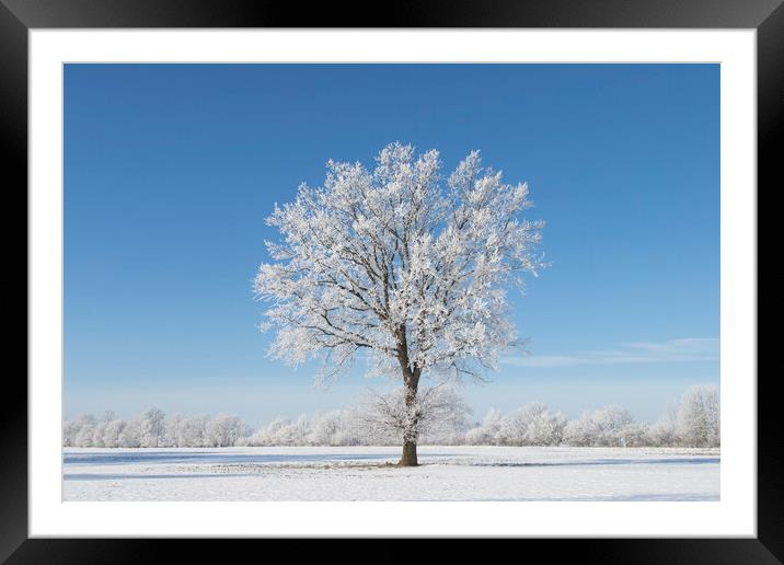 Solitary Oak Tree in Frosty Weather Framed Mounted Print by Arterra 