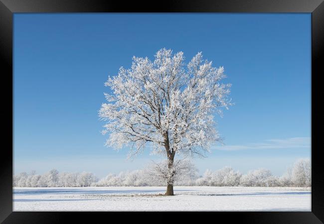 Solitary Oak Tree in Frosty Weather Framed Print by Arterra 