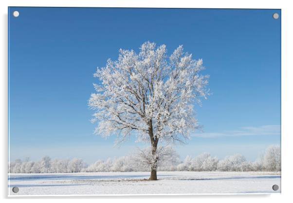 Solitary Oak Tree in Frosty Weather Acrylic by Arterra 