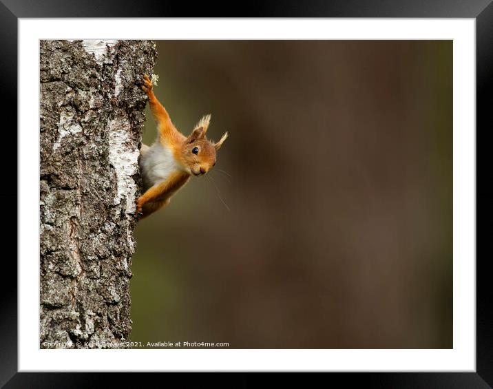 Red squirrel peeking from behind a tree Framed Mounted Print by Keith Bowser