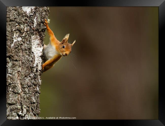 Red squirrel peeking from behind a tree Framed Print by Keith Bowser