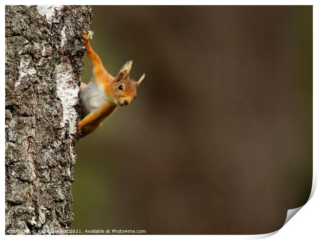 Red squirrel peeking from behind a tree Print by Keith Bowser
