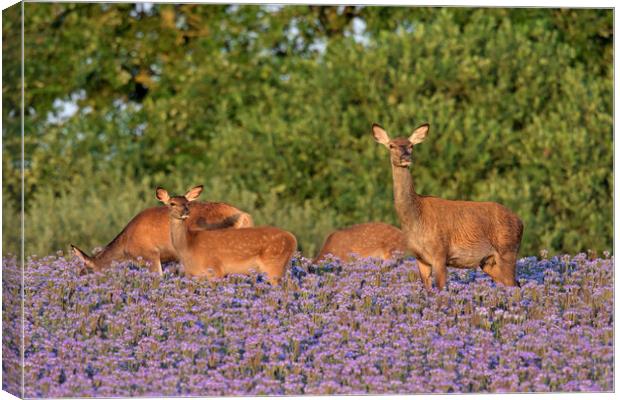 Red Deer Hind with Calves Canvas Print by Arterra 