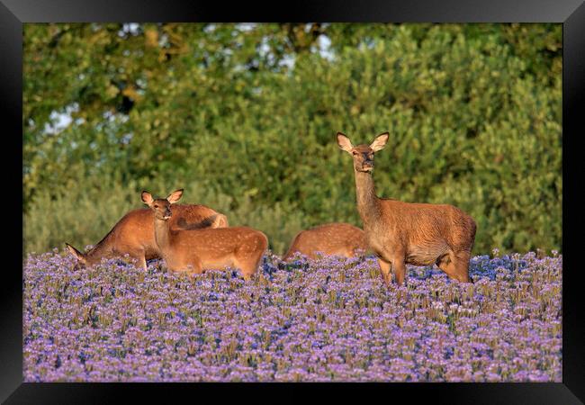 Red Deer Hind with Calves Framed Print by Arterra 