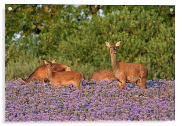 Red Deer Hind with Calves Acrylic by Arterra 