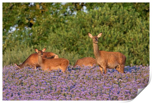 Red Deer Hind with Calves Print by Arterra 