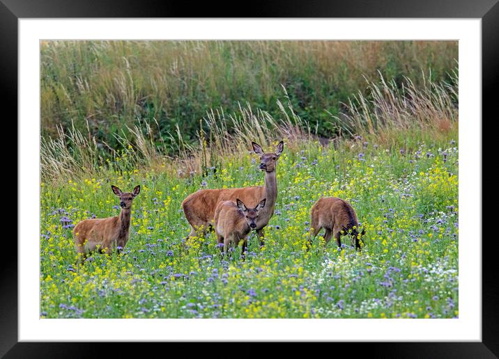 Red Deer Hind with Young in Meadow Framed Mounted Print by Arterra 