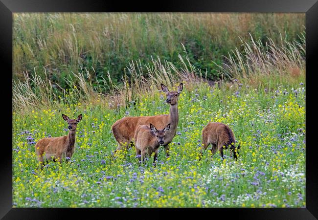 Red Deer Hind with Young in Meadow Framed Print by Arterra 