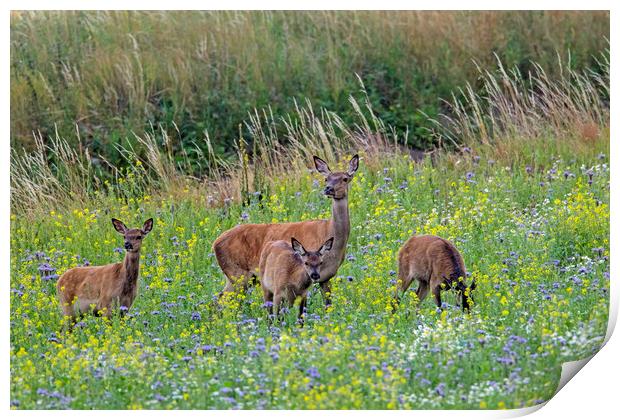 Red Deer Hind with Young in Meadow Print by Arterra 