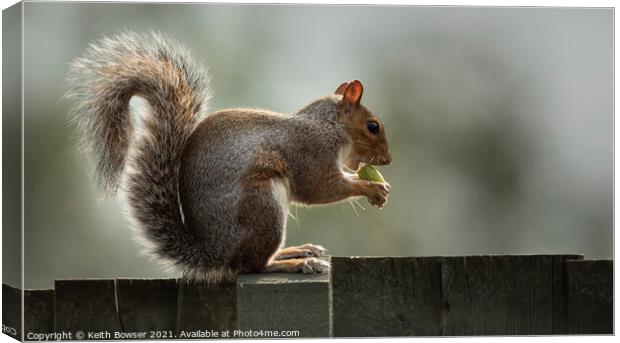 A grey squirrel sitting on a fence Canvas Print by Keith Bowser