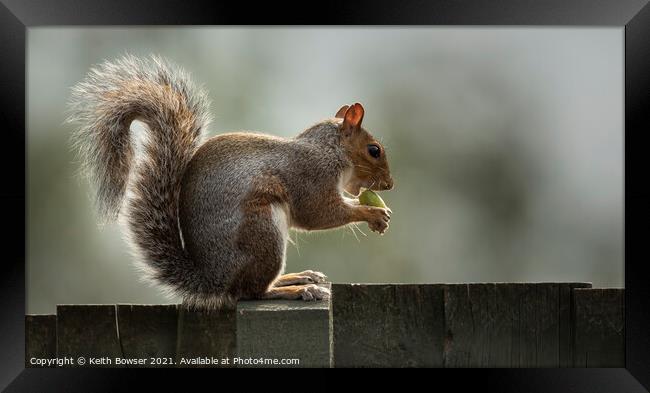 A grey squirrel sitting on a fence Framed Print by Keith Bowser