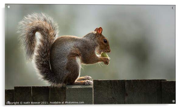 A grey squirrel sitting on a fence Acrylic by Keith Bowser