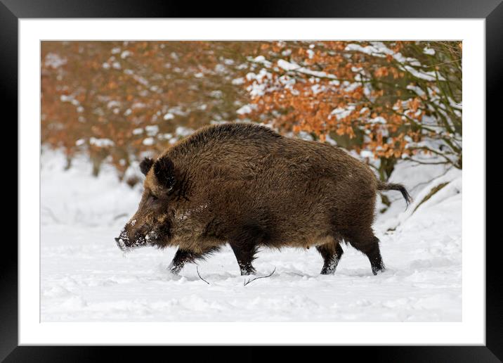 Solitary Wild Boar in Winter Framed Mounted Print by Arterra 